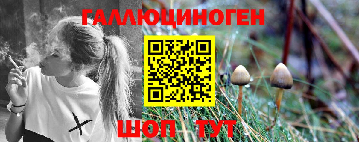 Псилоцибиновые грибы Psilocybe Белая Калитва